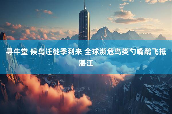 寻牛堂 候鸟迁徙季到来 全球濒危鸟类勺嘴鹬飞抵湛江